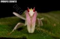 /album/fotogalerie-mantis-from-habitat2/hymenopus-coronatus-2-jpg/